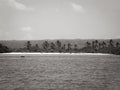 Las palmeras