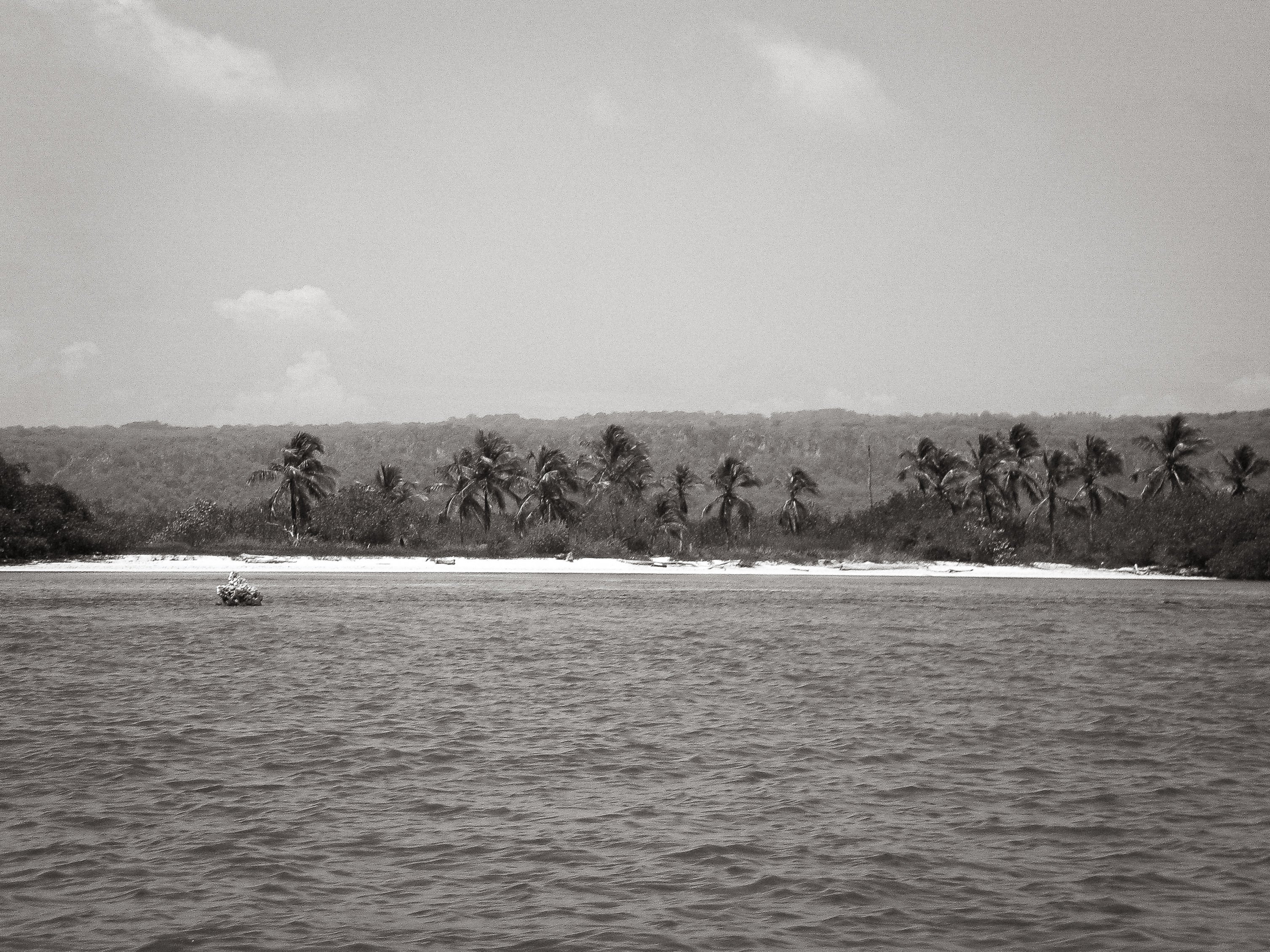 Las palmeras