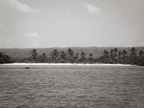 Las palmeras
