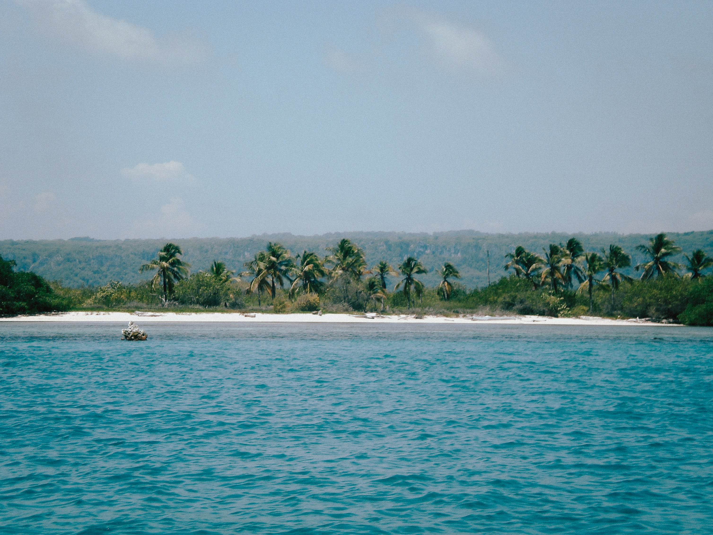 Las palmeras